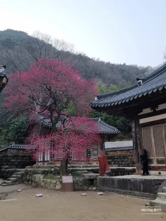 구례 가볼만한곳 베스트10 섬진강 벚꽃길 사성암 드라이브_5