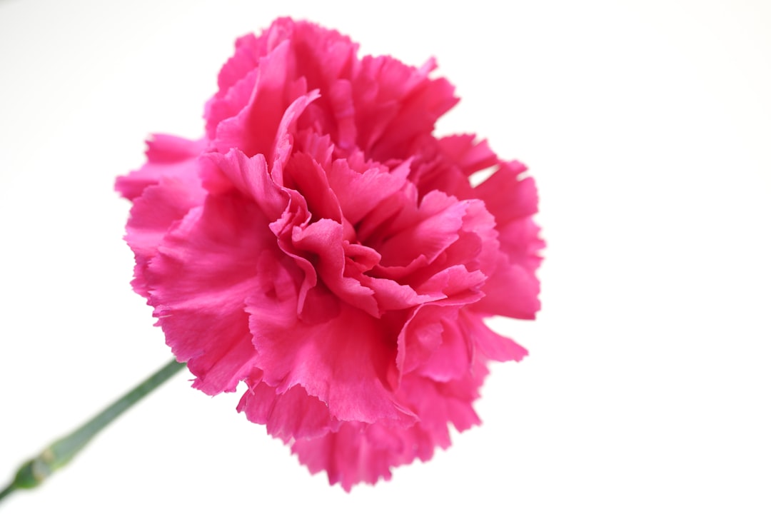 Carnation