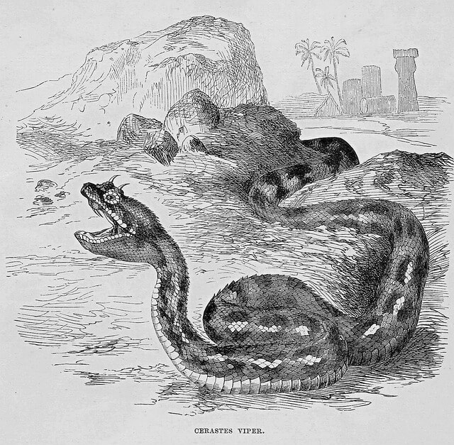 뱀이다~뱀꿈해몽,뱀나오는꿈,안좋은꿈?대박꿈?로또?