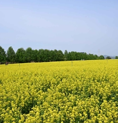 구리 유채꽃축제