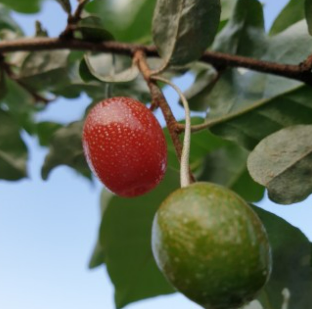 보리수 열매 효능