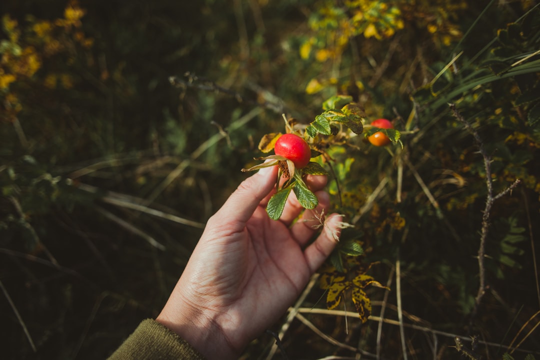 Rosehip