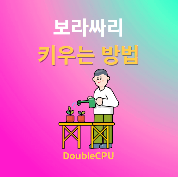 보라싸리 키우기 물주기