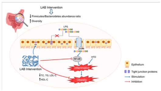 유산균을 통한 비만 감소 연구