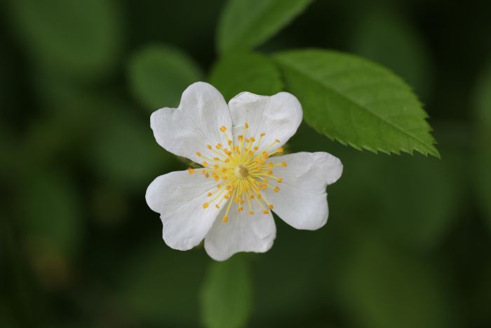 찔레