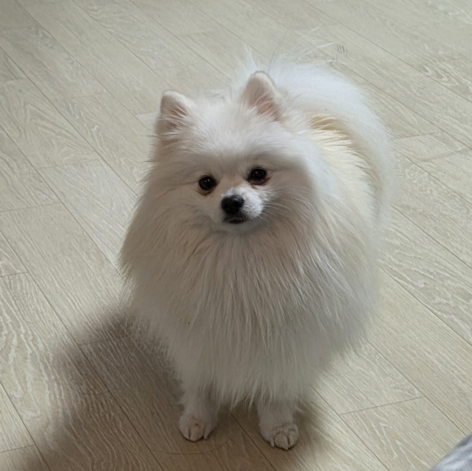 놀아 달라고 요구 중인 하콩