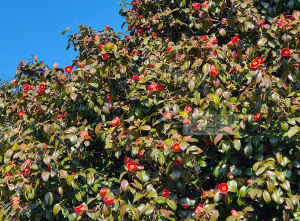 서천동백꽃쭈꾸미