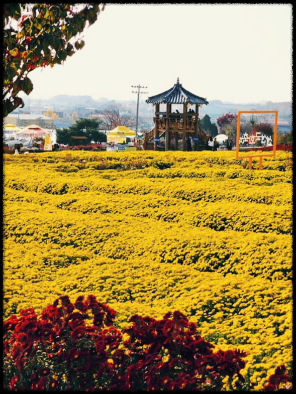 서산 국화축제