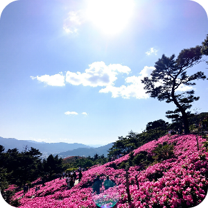 황매산 철쭉 만개 이미지