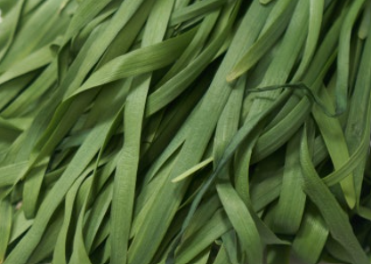 부추의 주요 성분과 부추즙의 효능 및 섭취 방법 그리고 섭취 시 주의 사항