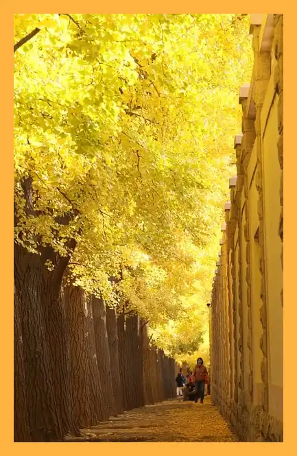 문광저수지 은행나무길