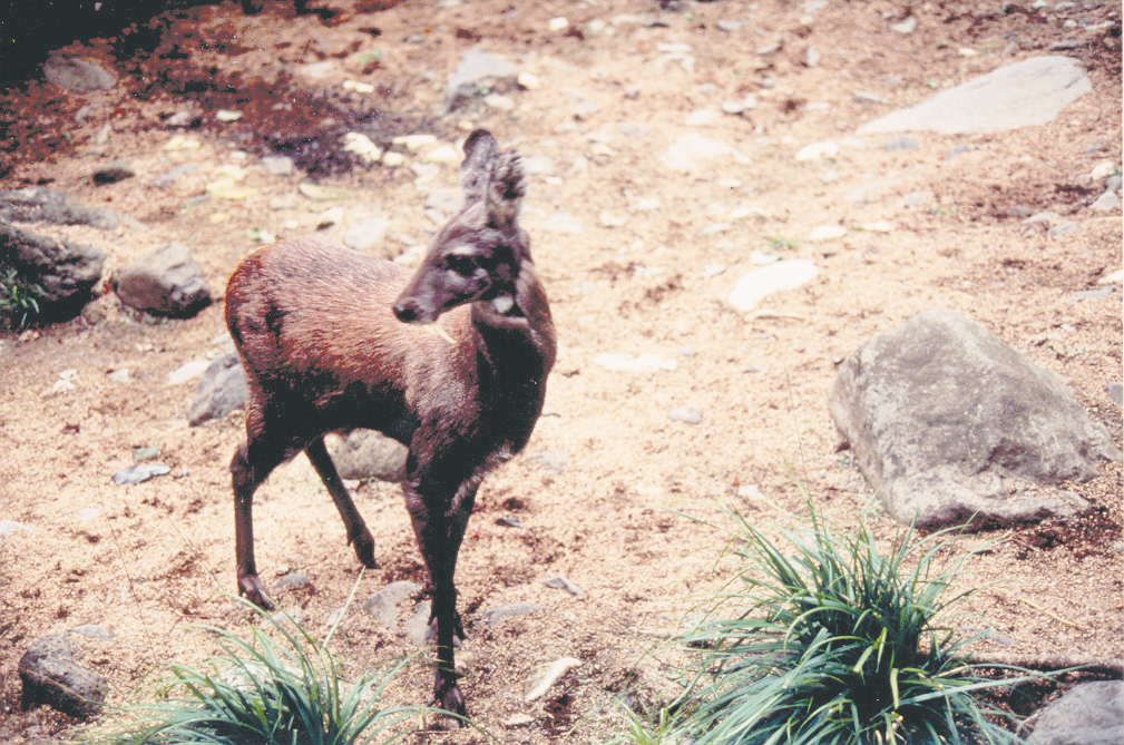 사향노루 사진