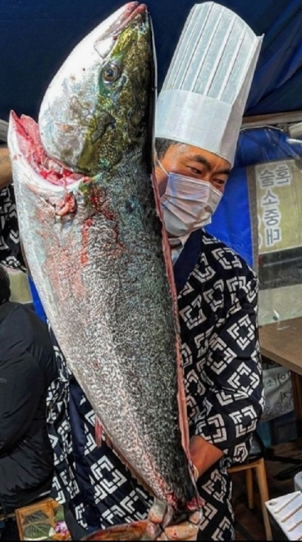 인천-연수구-특대방어