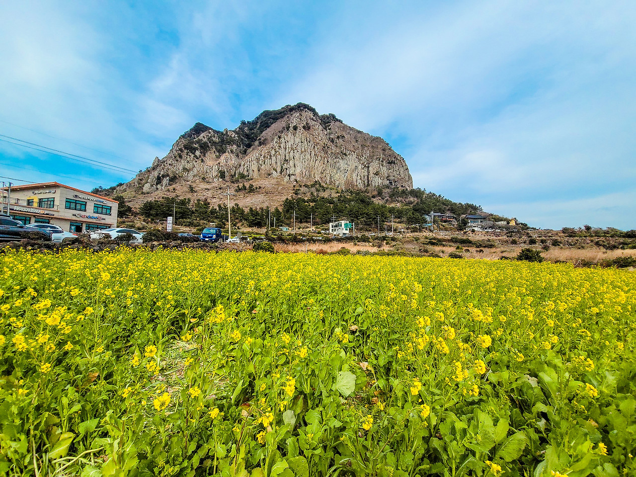 산방산 유채꽃밭