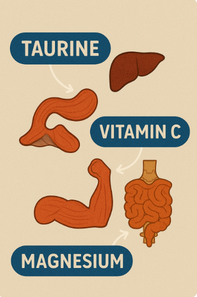 타우린, 비타민 C, 마그네슘 그림
