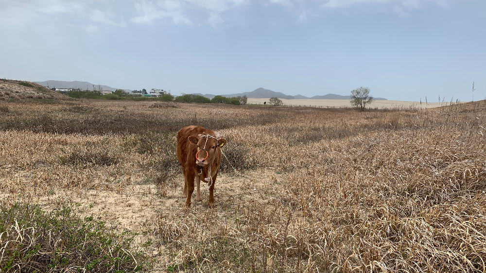 신두리 해안 사구내 황소