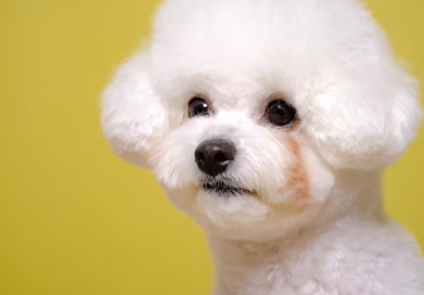 삼성화재 다이렉트 펫보험 펫 실비보험