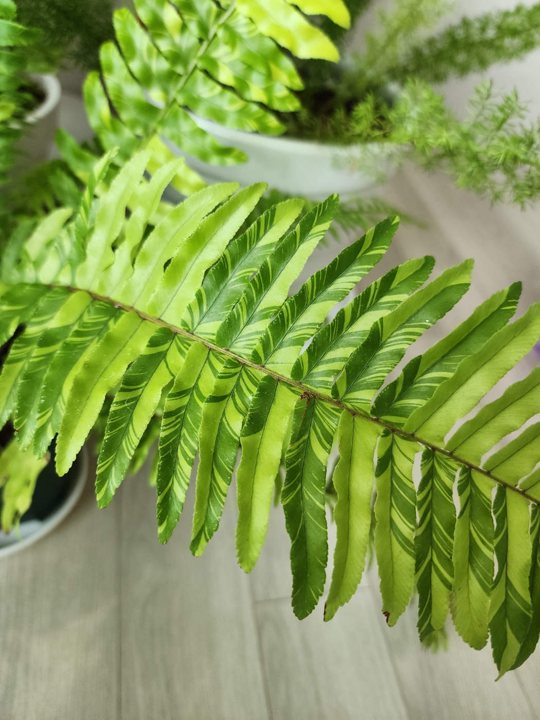 무늬보스턴고사리무늬