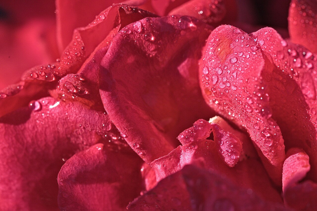 곡성 세계장미축제 관련 정보