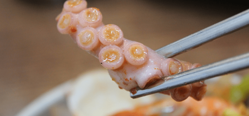 낙지와 낙지 요리 사진 - 1