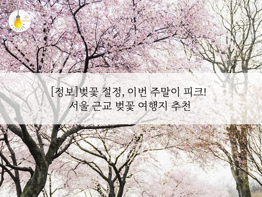 비 오기 전에 서둘러요! 이번 주말이 벚꽃 끝판왕
