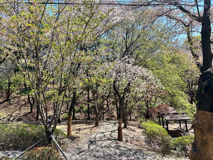 부천에서 만나는 오색봄꽃 여행 기본일정 과 프로그램 소개