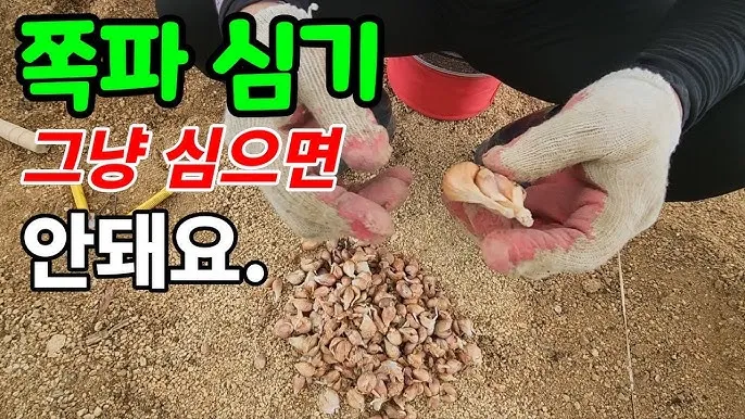 김장쪽파 심는시기 파종시기 정리본_5