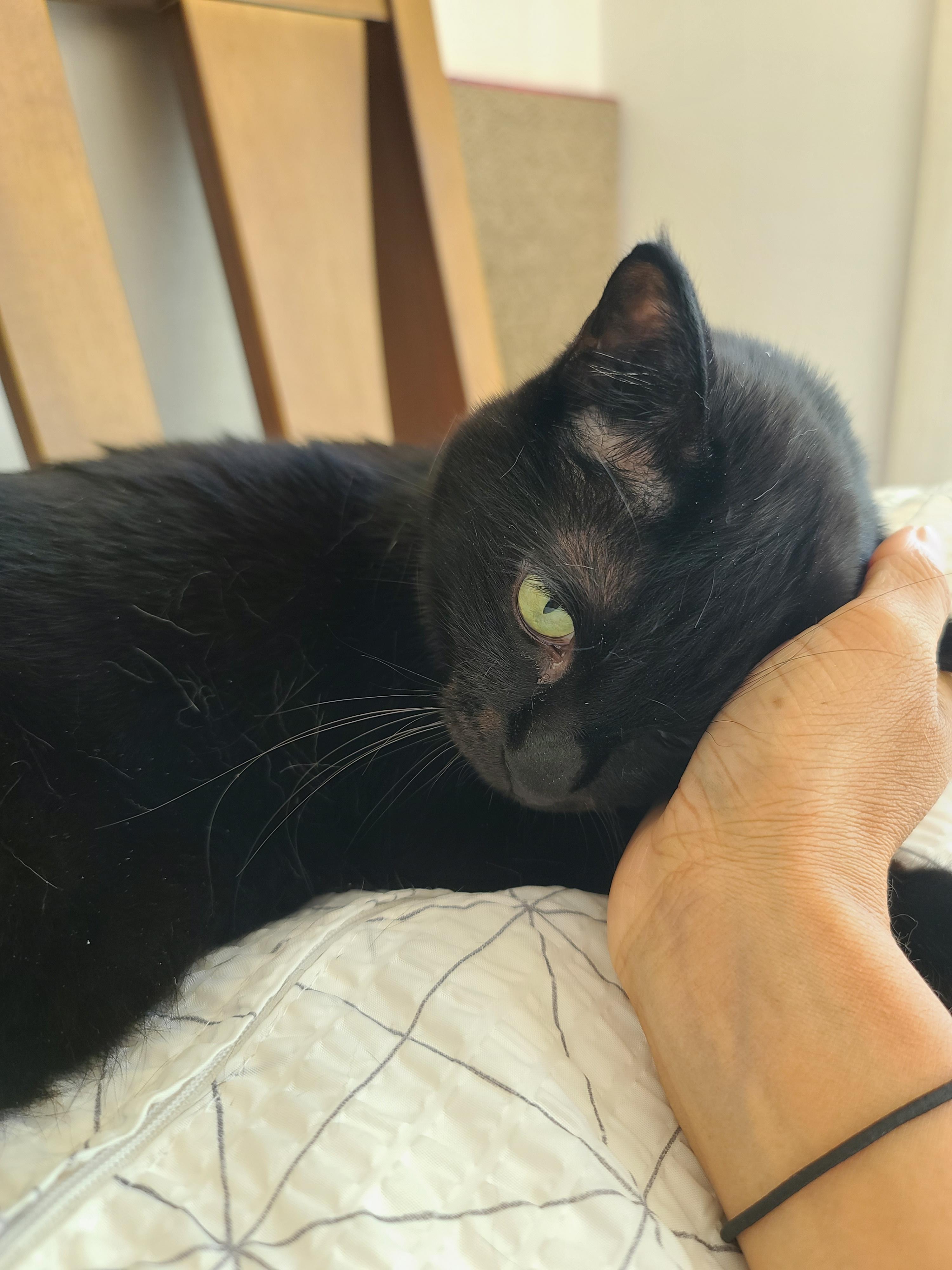 집사에게 단단히 삐진 고양이에게 화해를 청했는데...