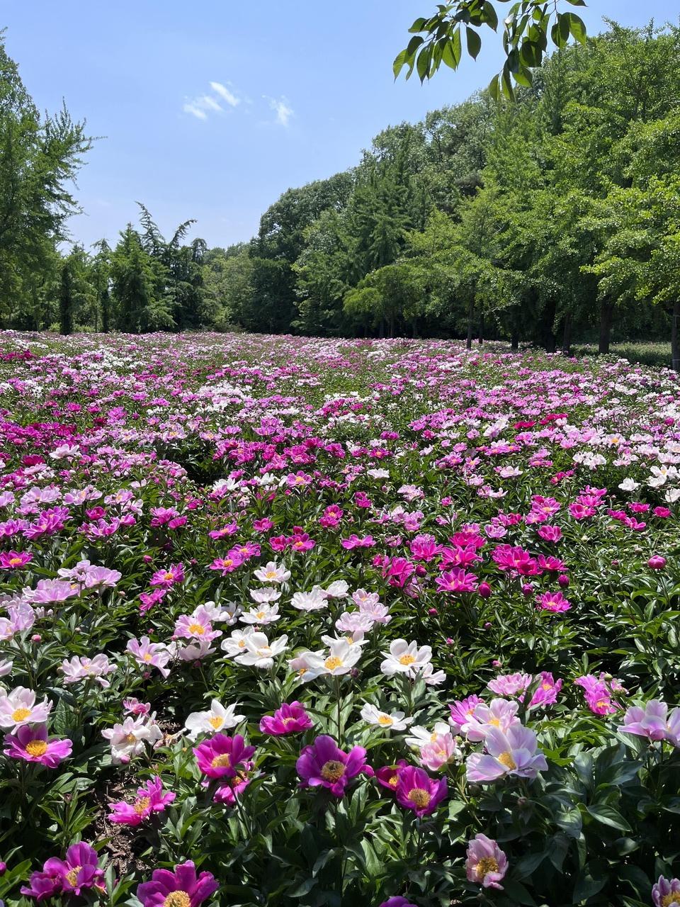 경상도 가볼만한곳 영천 한약 작약 축제 기간 장소 입장료