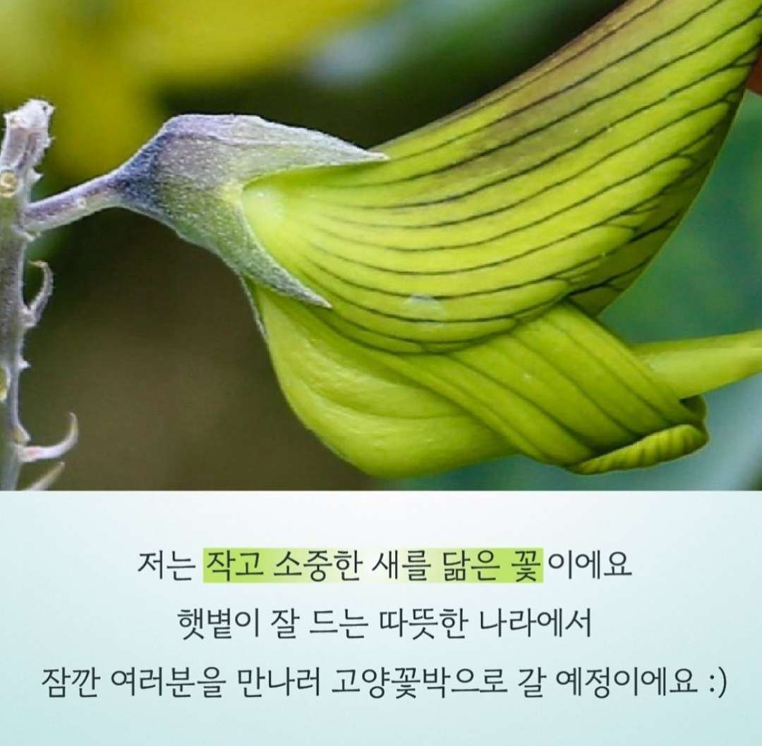 고양 국제꽃 박람회