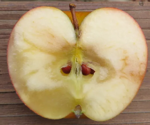 사과의 효능과 부작용 권장량