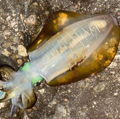 무늬오징어 효능