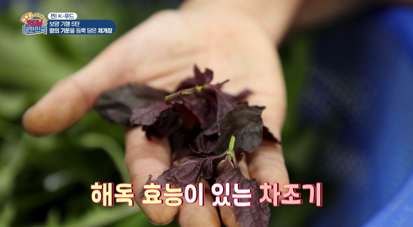차조기