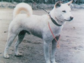 진돗개/출처:어도비스톡