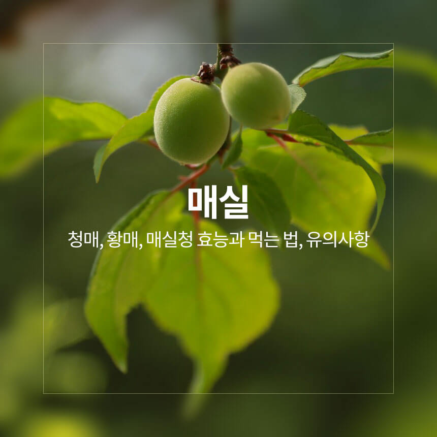 “매실-효능과-매실청-만드는-방법”