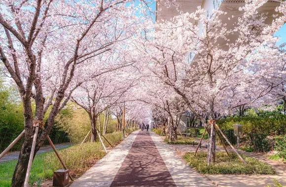 부산 벚꽃 명소 추천 숨겨진 뷰포인트_1