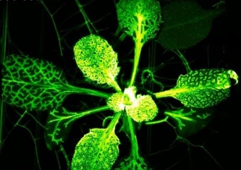 식물의 방어 능력