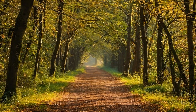 봄 산림욕 명소 추천 (산림욕장, 봄꽃, 힐링)