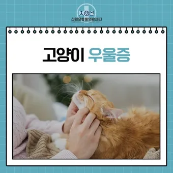 고양이 우울증과 무기력증 증상_13