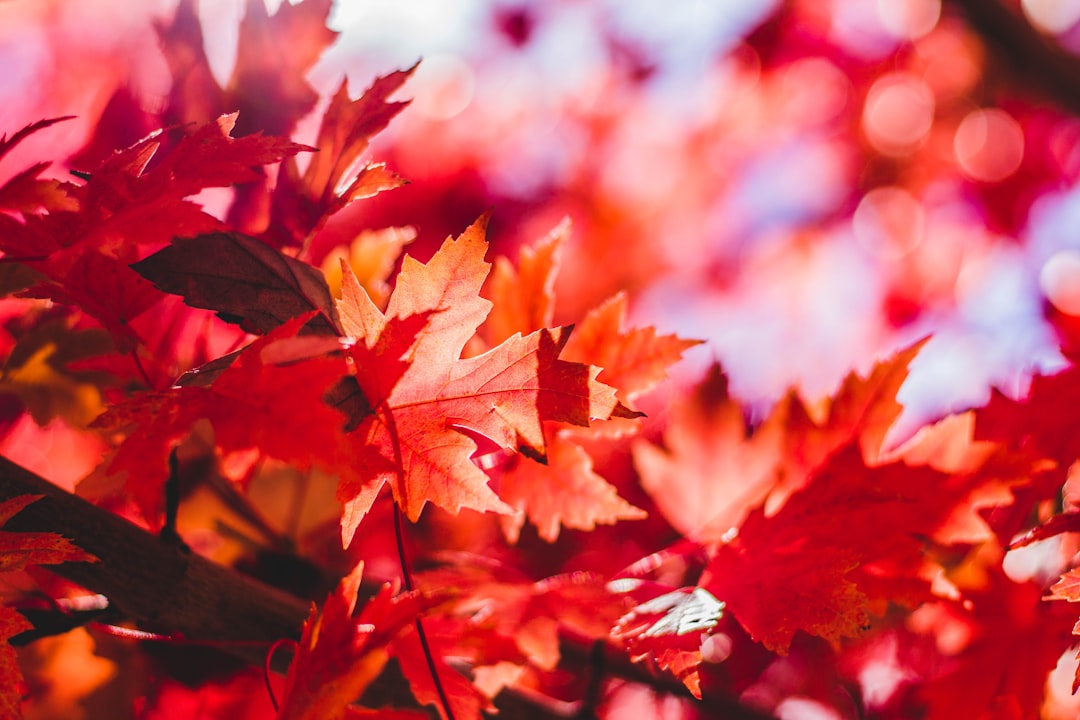 Autumn.