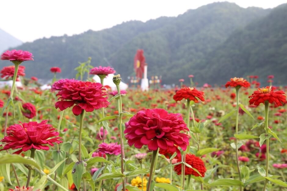 백일홍 축제1