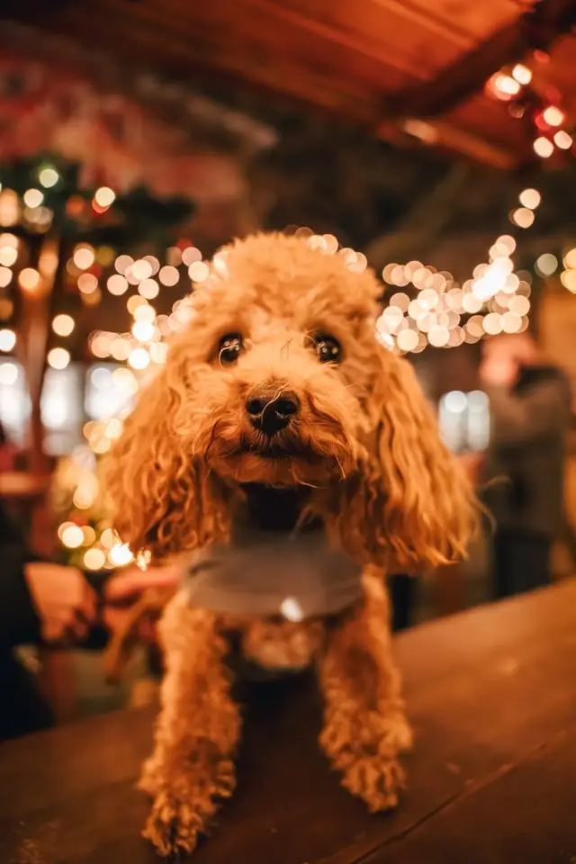 집안에 가구가 들어오는 꿈, 가전이 들어오는 꿈, 새로운 사람이 들어오는 꿈, 동물이 들어오는 꿈 해몽