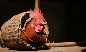 바구니-속의-닭