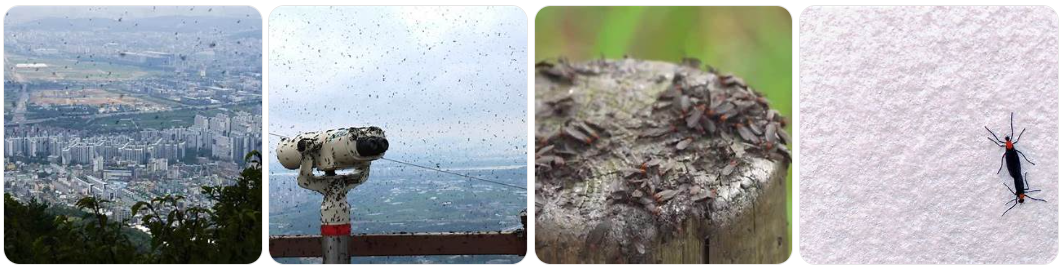 서울을 덮친 사랑벌(lovebugs), 기후 변화의 불청객 : 코시팅(KST)