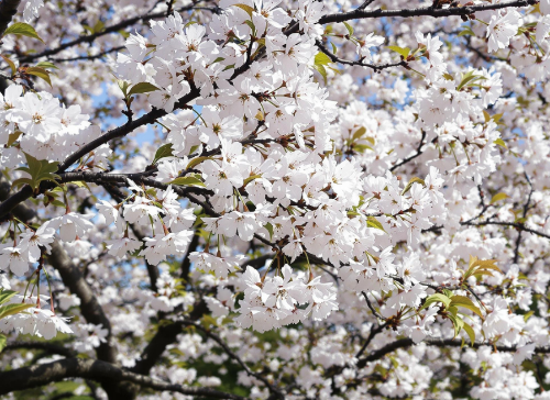 진해군항제 벚꽃 이미지입니다.