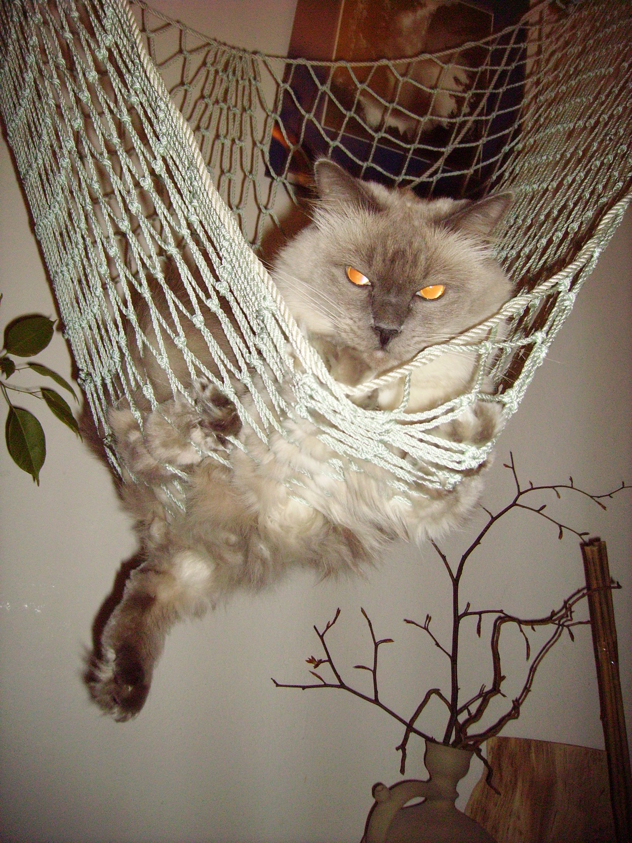 고양이 해먹 관련 사진