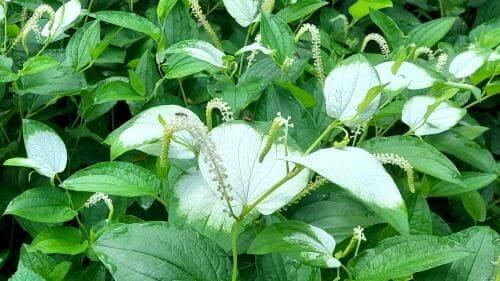 삼백초-꽃-피는시기-개화시기-꽃말