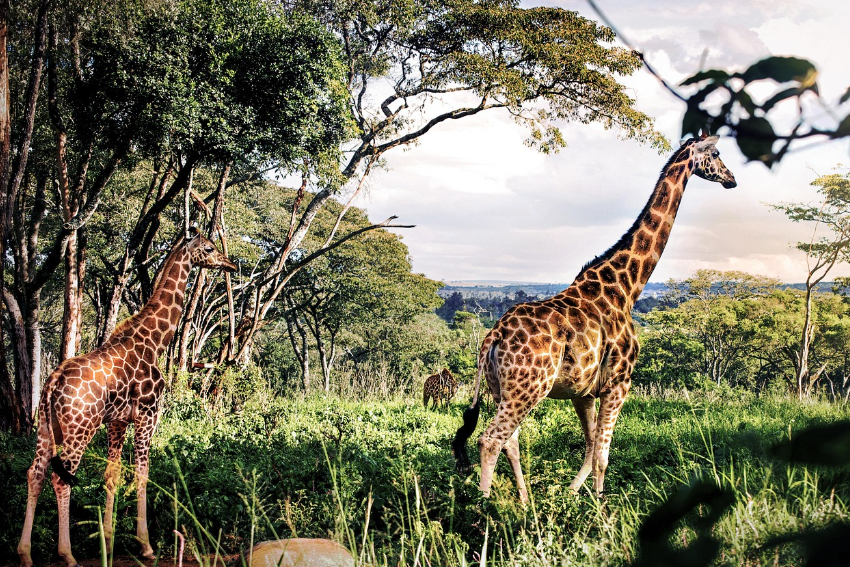 빈펄사파리의 대표적인 동물인 기린