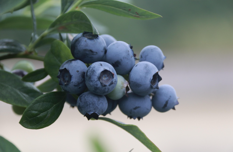 항산화 음식: 블루베리