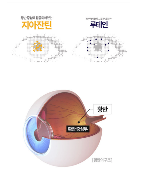 루테인지아잔틴164 효능 부작용 섭취방법 3분만에 정리
